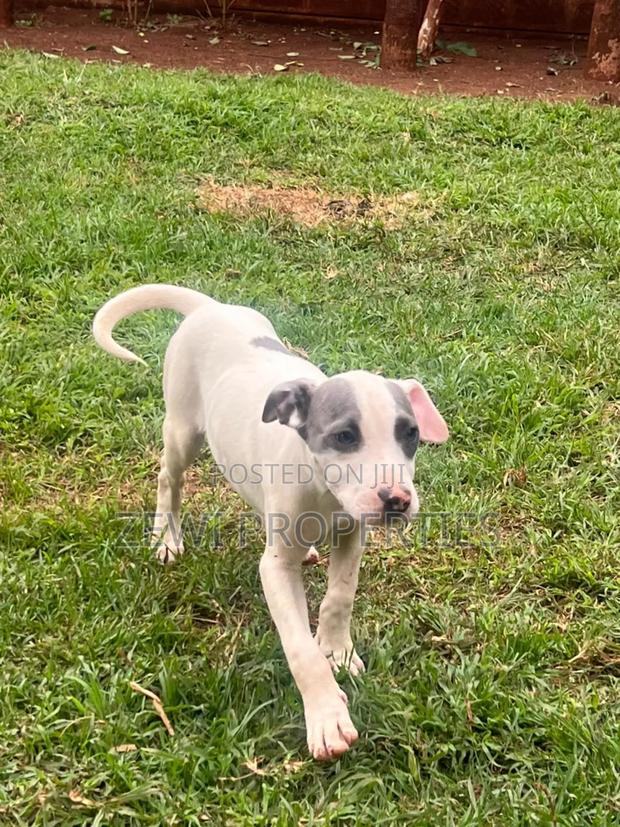 3-6 months Female Purebred American Pit Bull Terrier - thumbnail 5