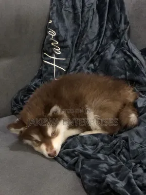 1-3 months Male Purebred Siberian Husky