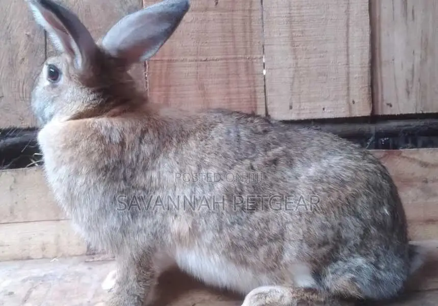 Flemish Giant Rabbit Breed Female - Expectant for Breeding