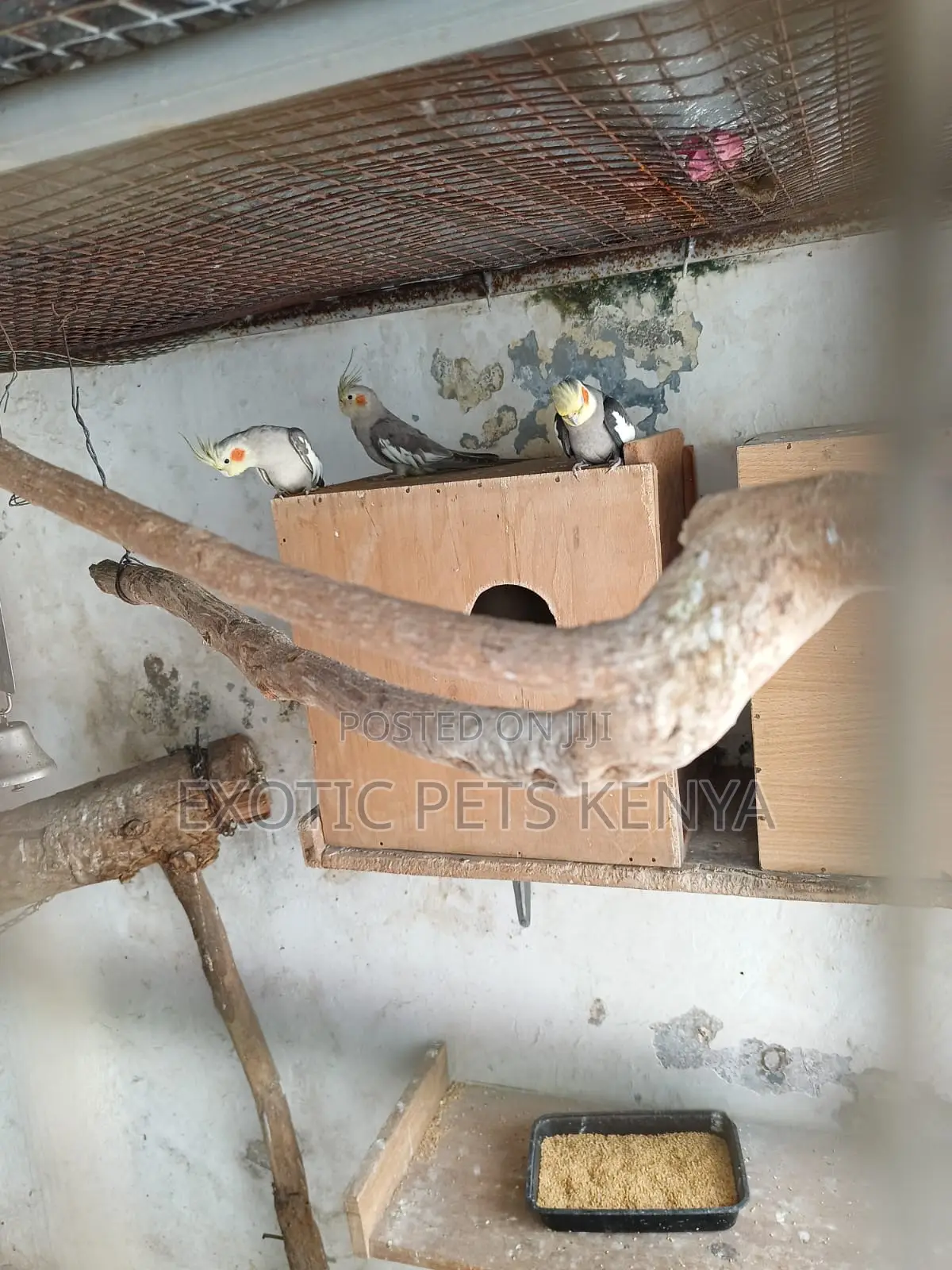 Cockatiels Breeding Pair