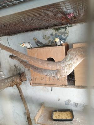 Cockatiels Breeding Pair - thumbnail 2