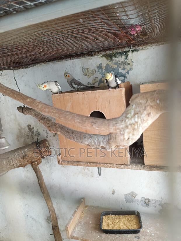 Cockatiels Breeding Pair - main view