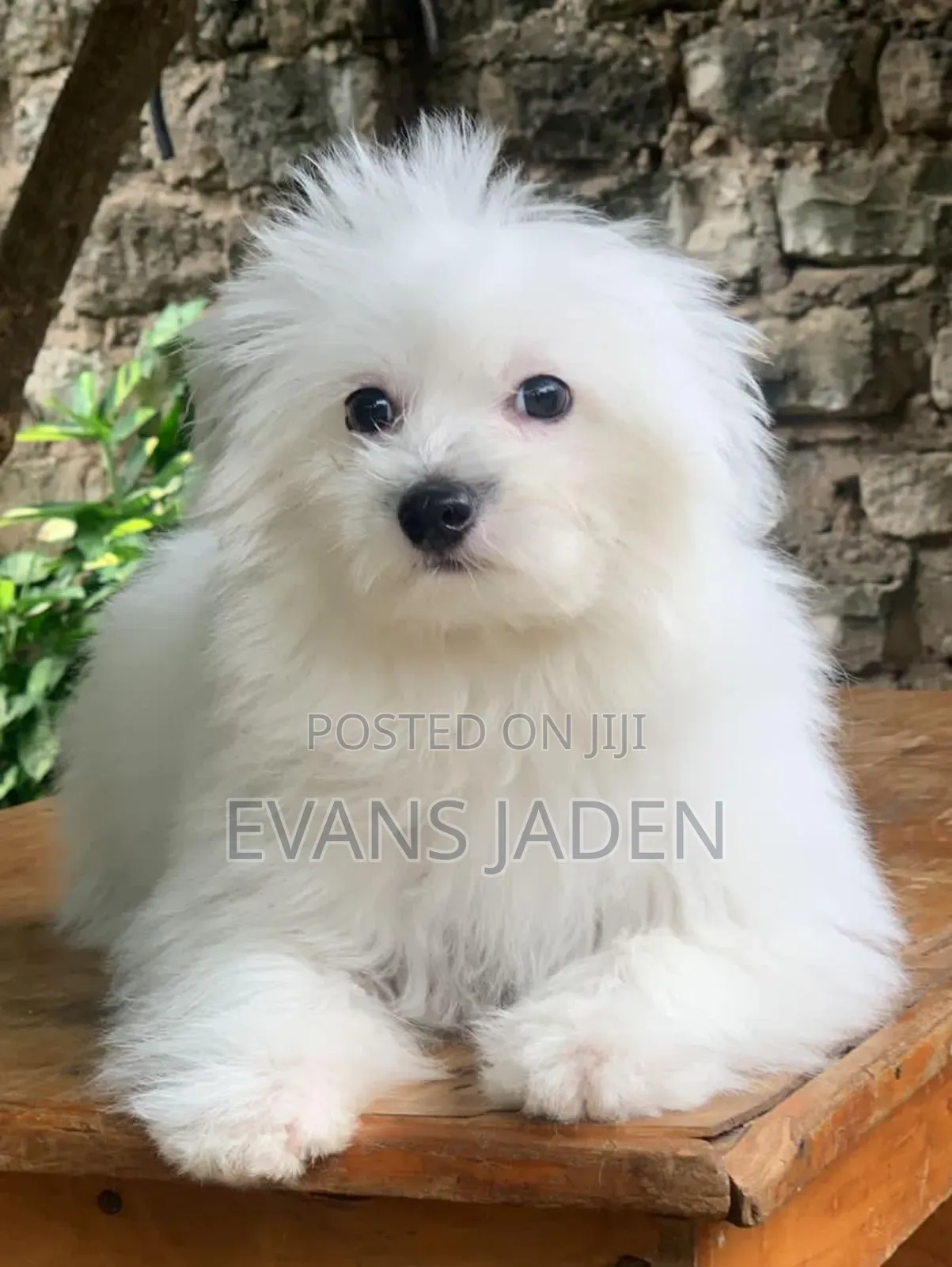 1-3 months Male Purebred Maltese