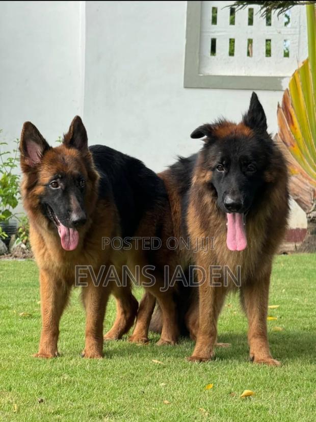 1-3 months Male Purebred German Shepherd - main view