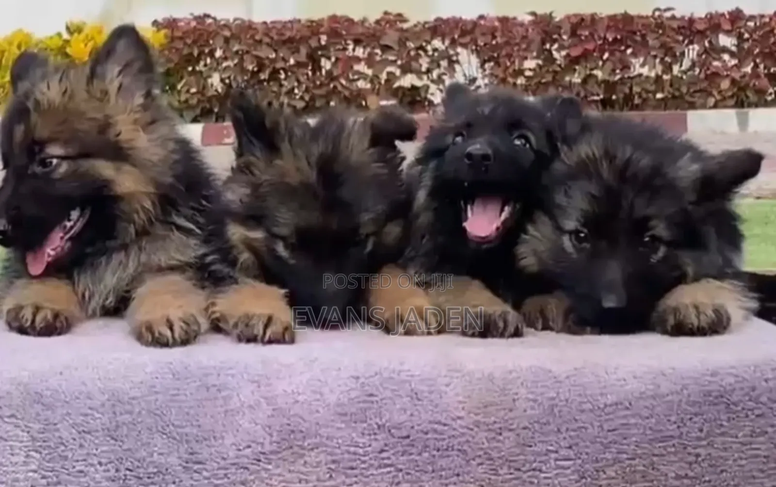 1-3 months Male Purebred German Shepherd