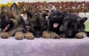 1-3 months Male Purebred German Shepherd