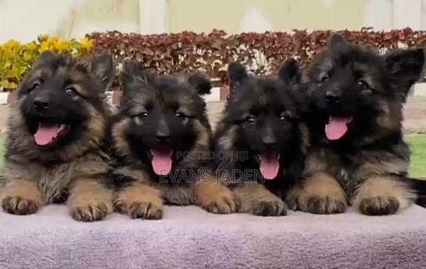 1-3 months Male Purebred German Shepherd - thumbnail 4