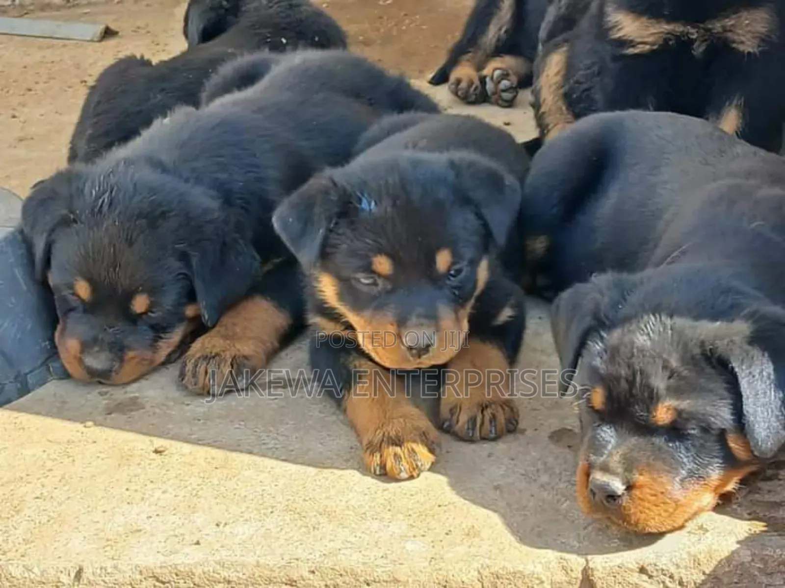 1-3 months Male Purebred Rottweiler