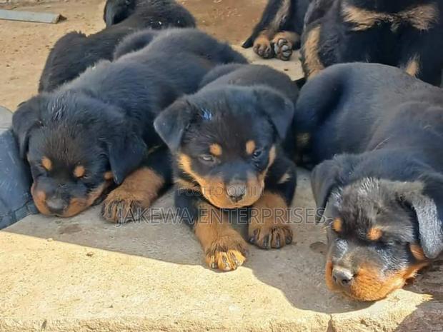 1-3 months Male Purebred Rottweiler