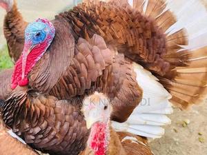 Red Bourbon - main view