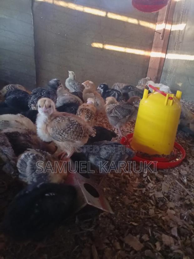 Improoved Kienyenji Chivks - main view