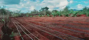 Drip Irrigation Installation