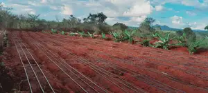 Drip Irrigation Installation
