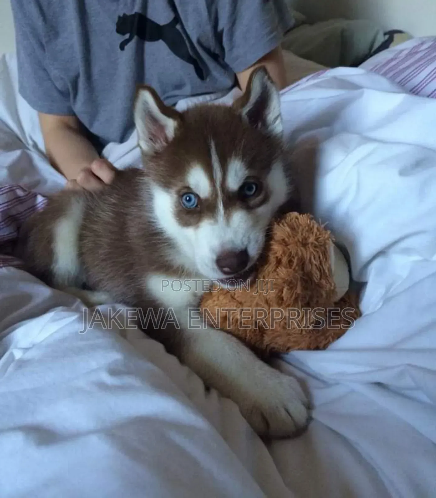 1-3 months Male Purebred Siberian Husky