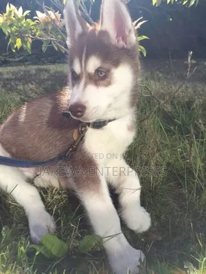 1-3 months Male Purebred Siberian Husky