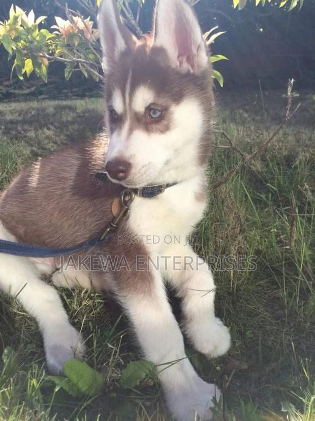 1-3 months Male Purebred Siberian Husky