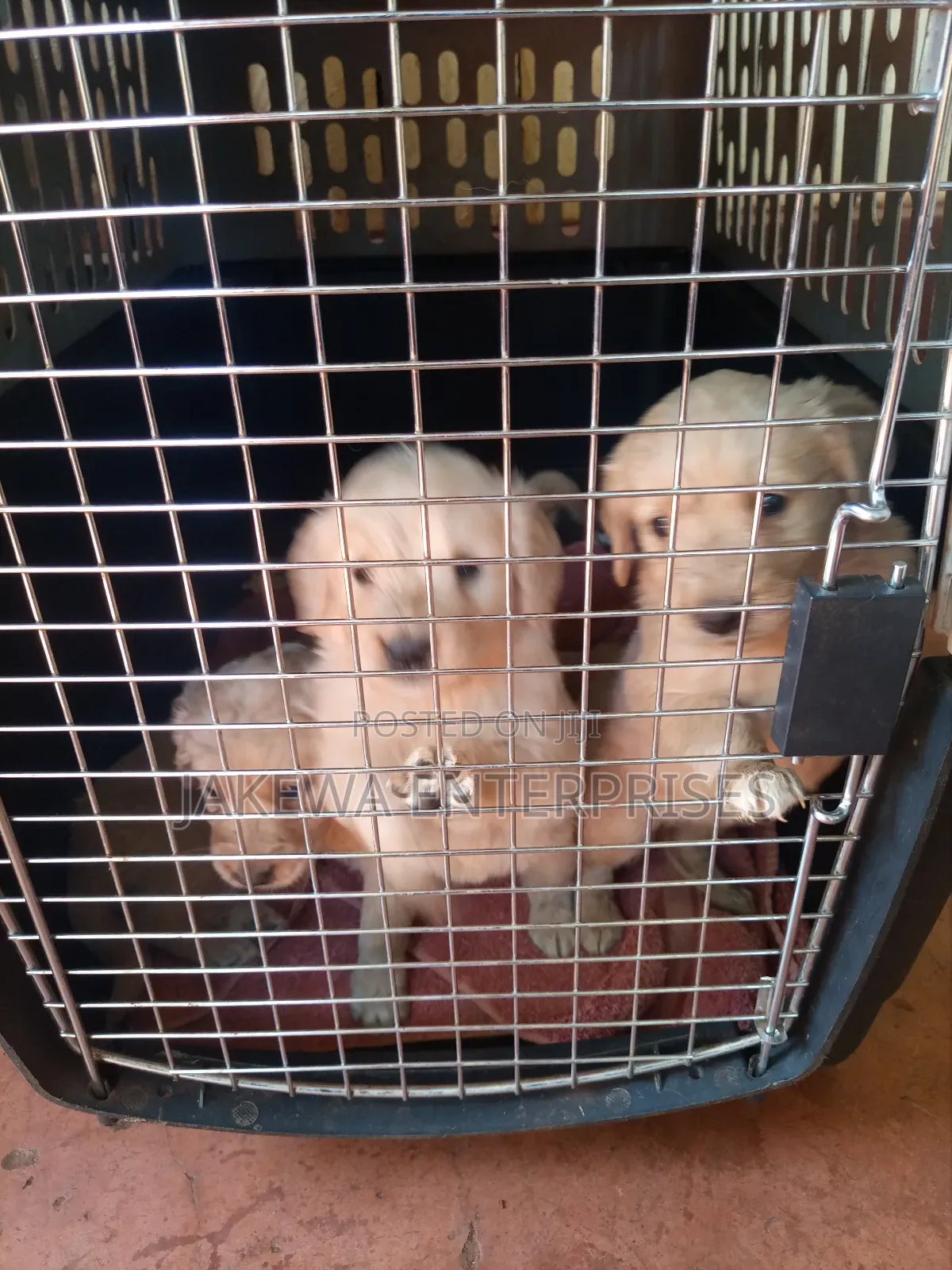 1-3 months Female Purebred Golden Retriever