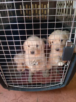 1-3 months Female Purebred Golden Retriever