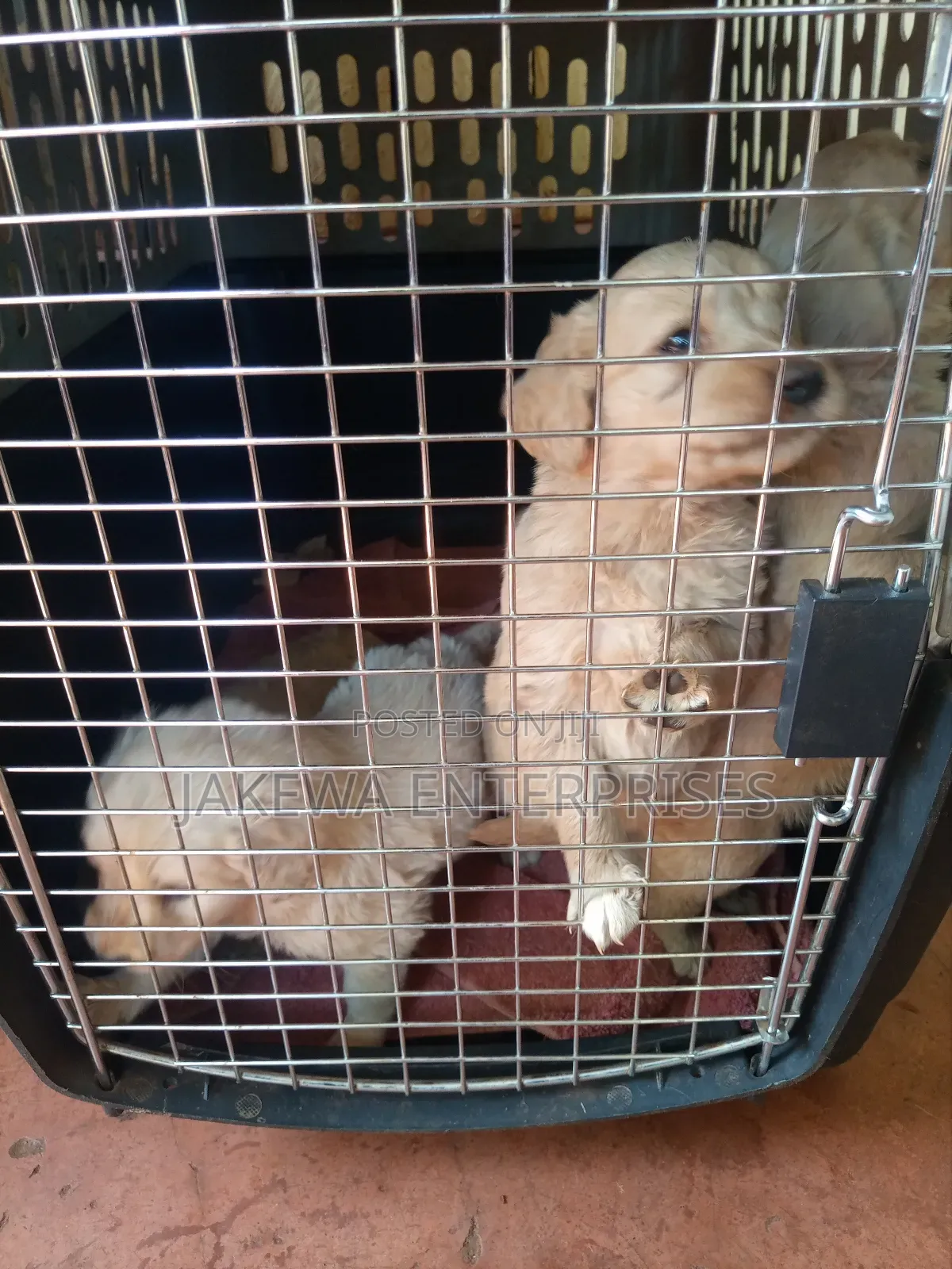 1-3 months Female Purebred Golden Retriever