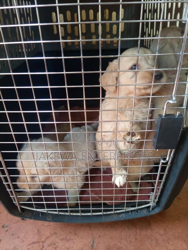 1-3 months Female Purebred Golden Retriever - thumbnail 2