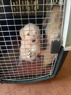 1-3 months Female Purebred Golden Retriever