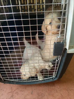 1-3 months Male Purebred Golden Retriever