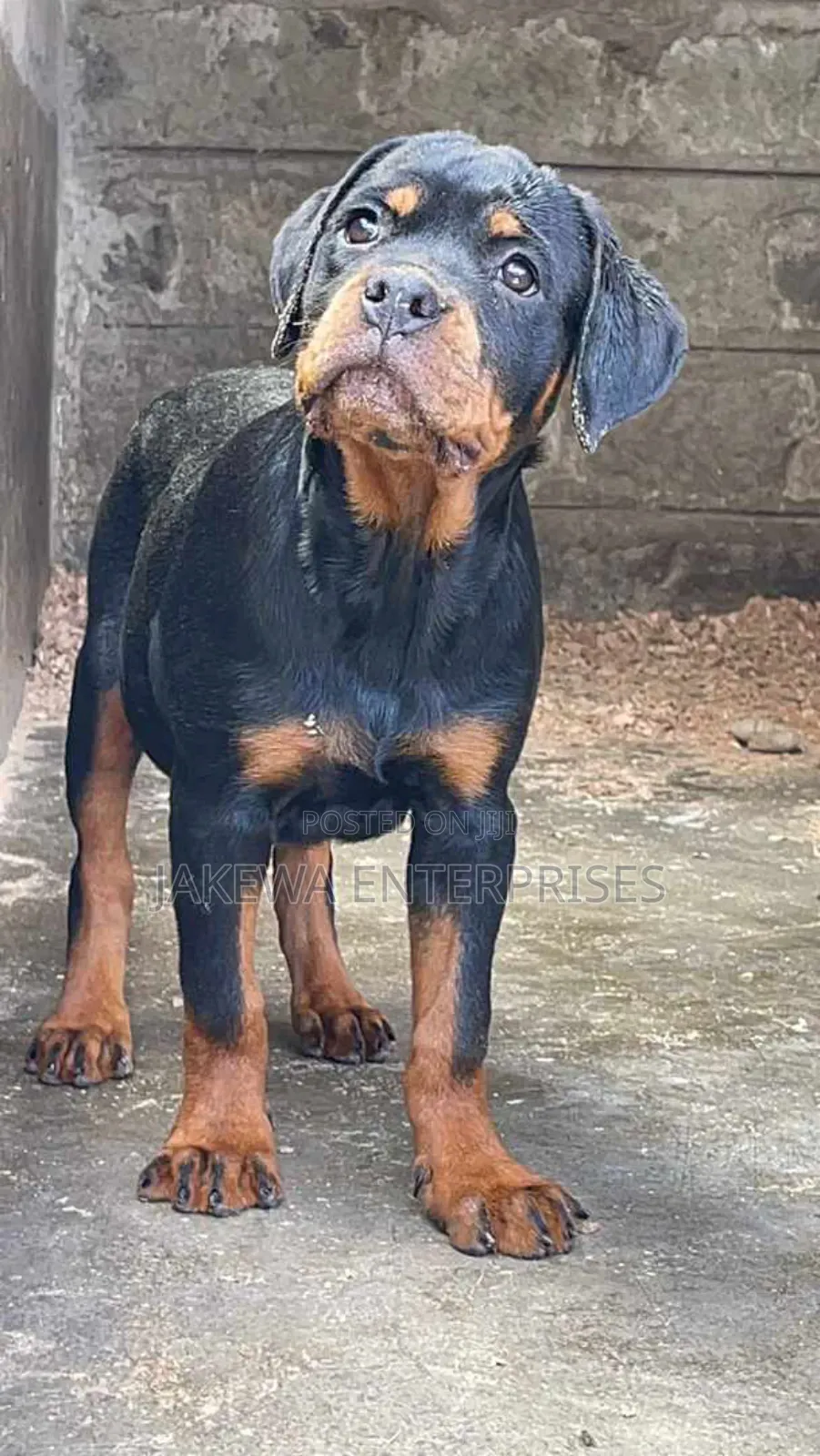 1-3 months Male Purebred Rottweiler