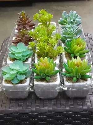 Artificial Succulents
