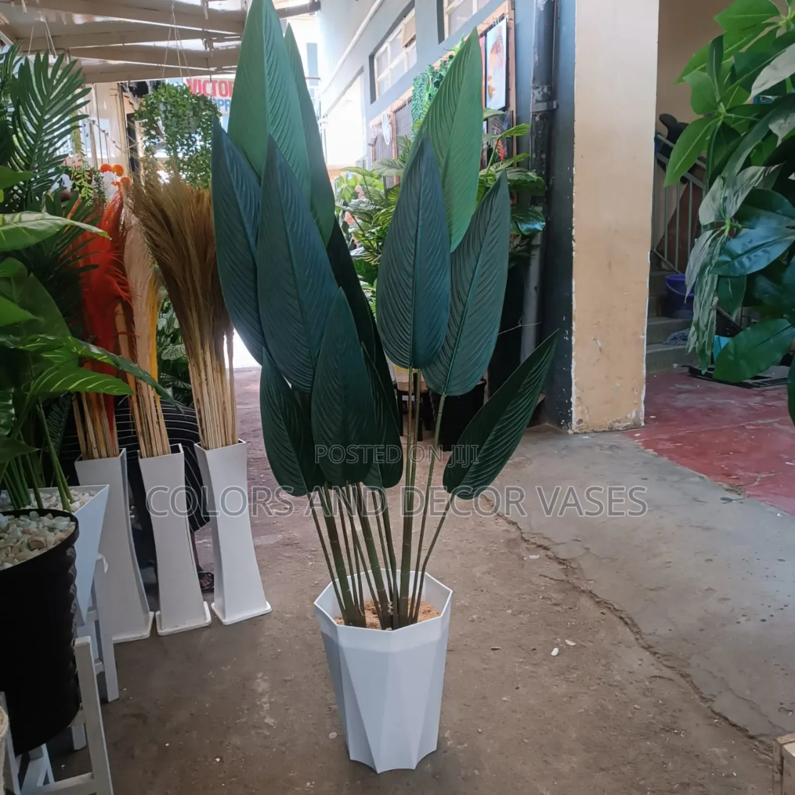 Banana Plant Unique