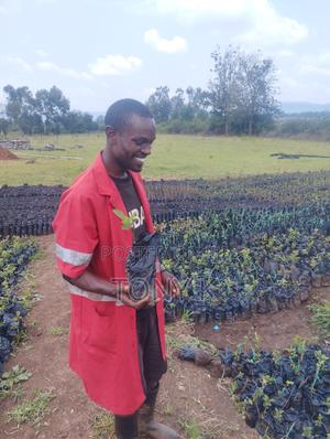 Organic Apples,Avocado, Pixie Seedlings Ready for Delivery! - thumbnail 2