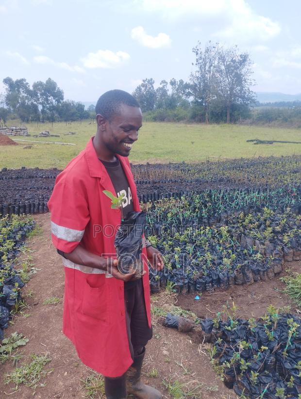 Organic Apples,Avocado, Pixie Seedlings Ready for Delivery! - main view