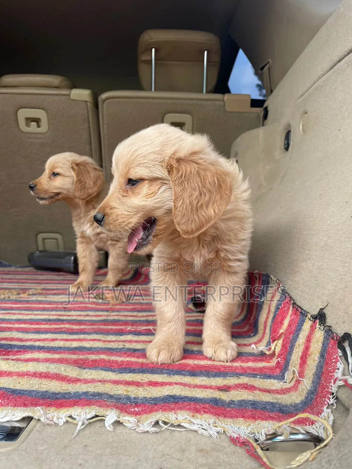 1-3 months Male Purebred Golden Retriever