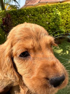 1-3 months Female Purebred Cocker Spaniel - thumbnail 2