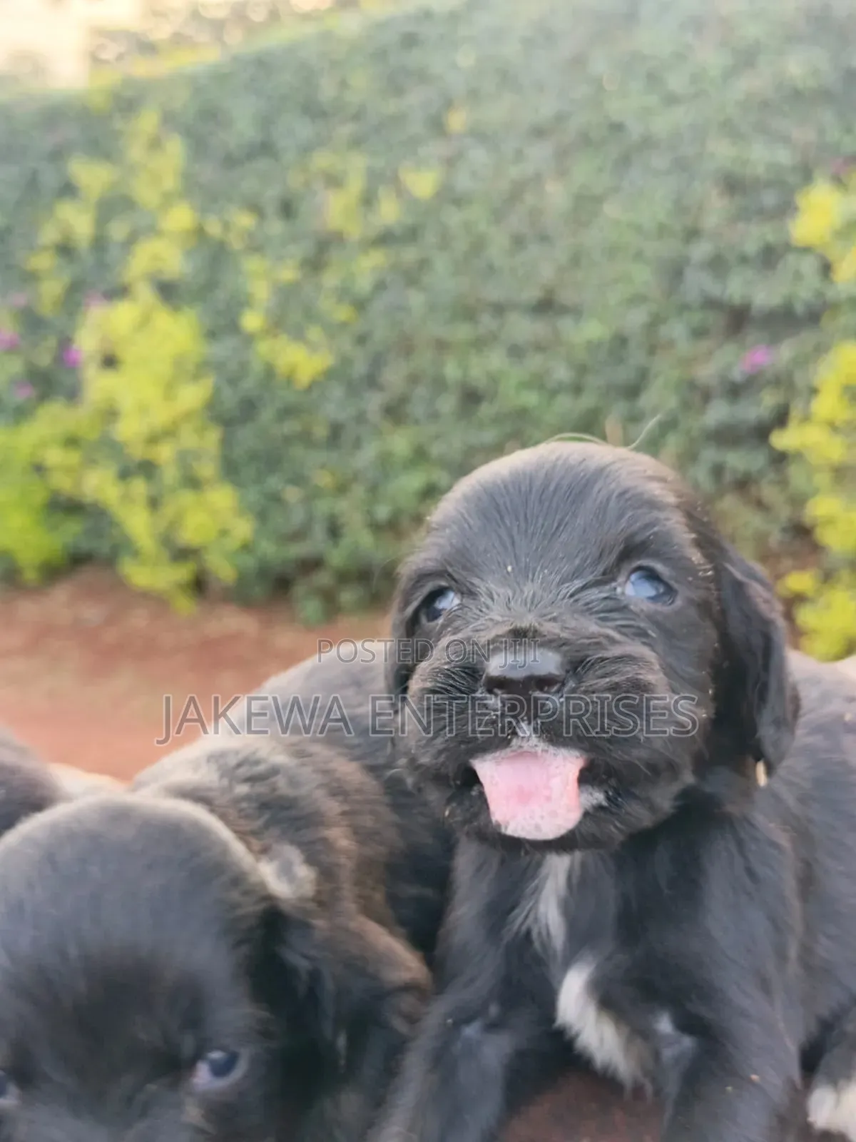 1-3 months Male Purebred Cocker Spaniel