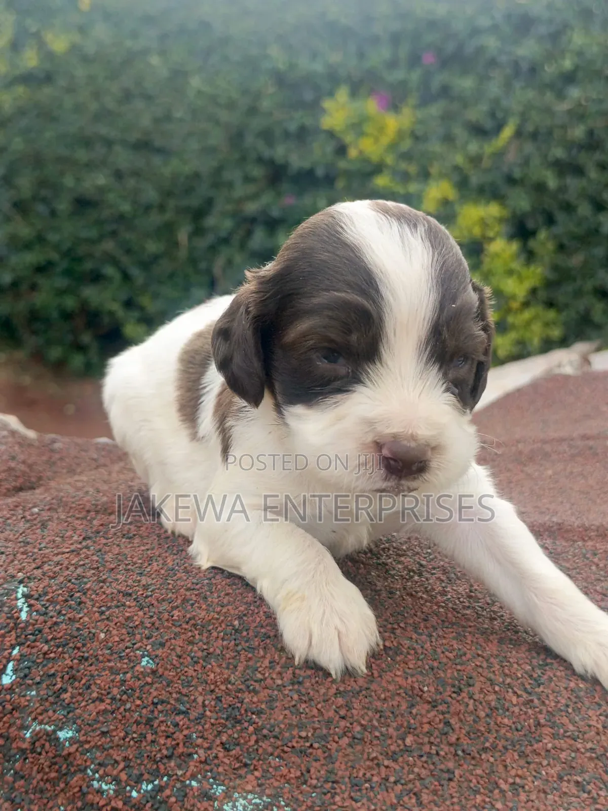 1-3 months Male Purebred English Springer Spaniel