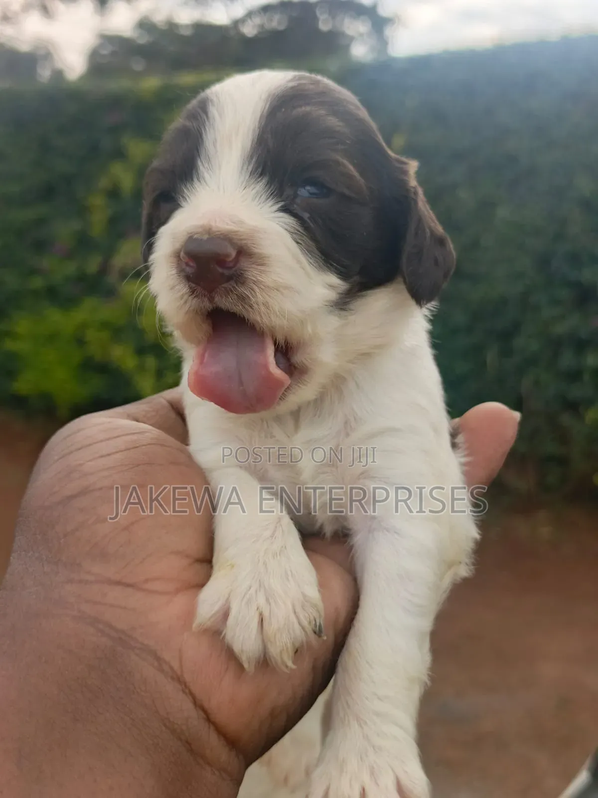1-3 months Male Purebred English Springer Spaniel