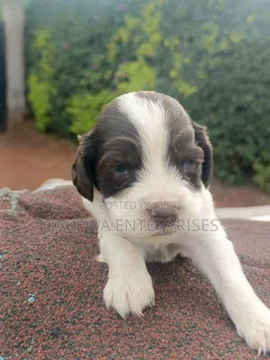 1-3 months Male Purebred English Springer Spaniel