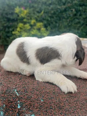 1-3 months Male Purebred English Springer Spaniel