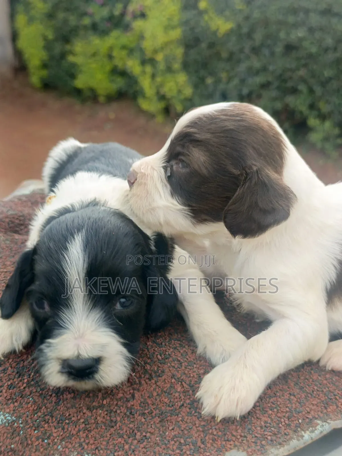 1-3 months Male Purebred English Springer Spaniel