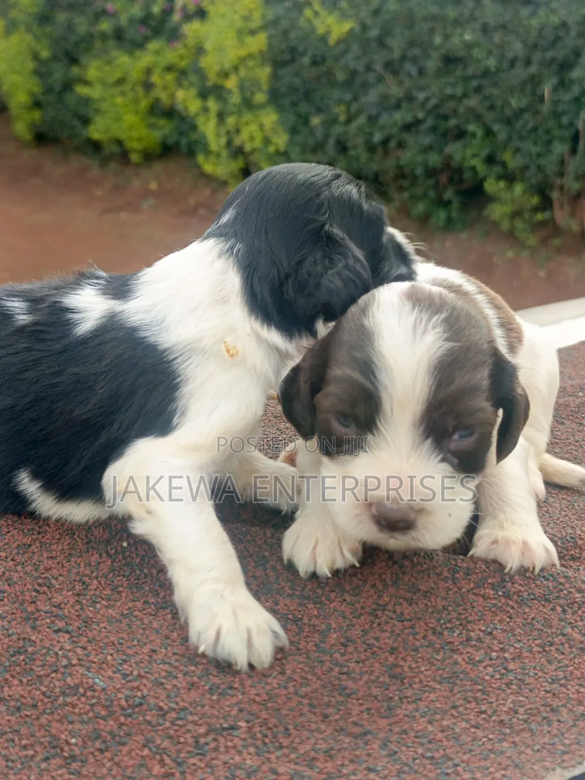 1-3 months Male Purebred English Springer Spaniel