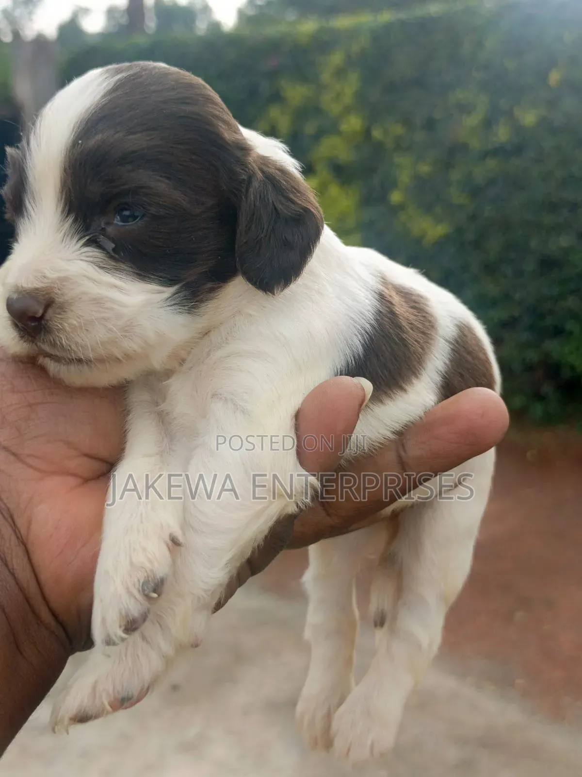 1-3 months Male Purebred English Springer Spaniel