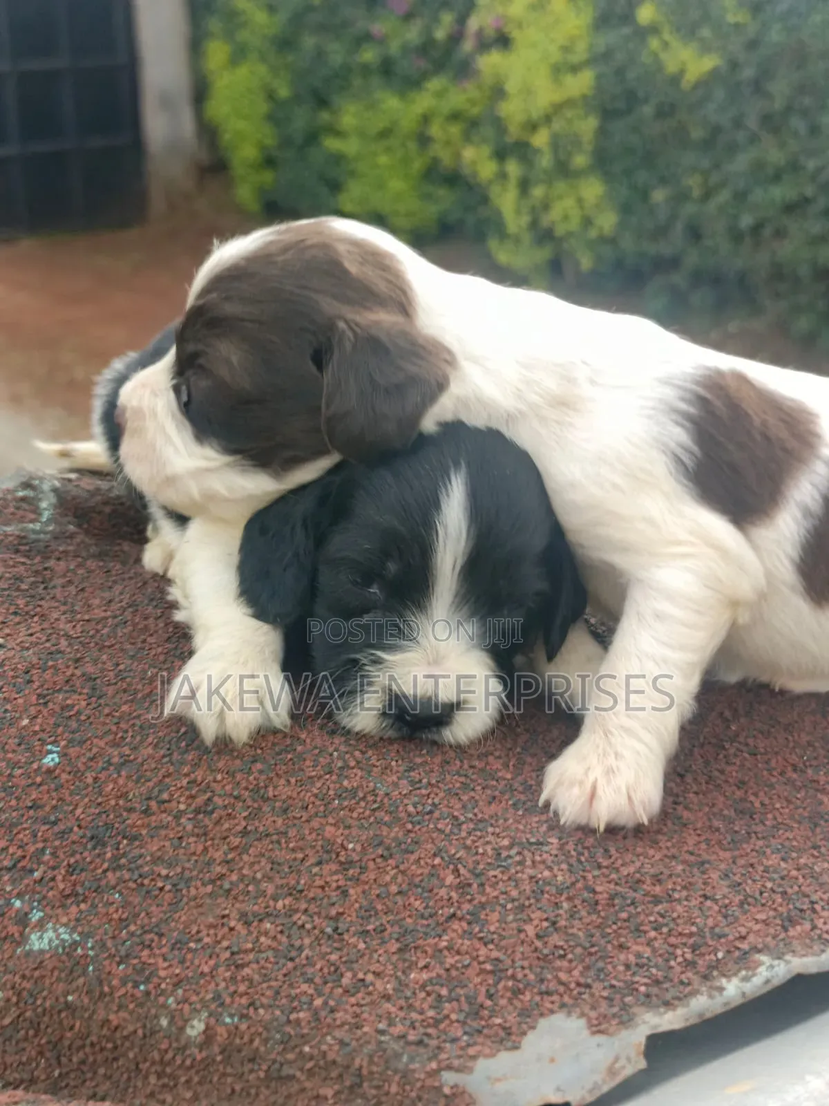 1-3 months Male Purebred English Springer Spaniel