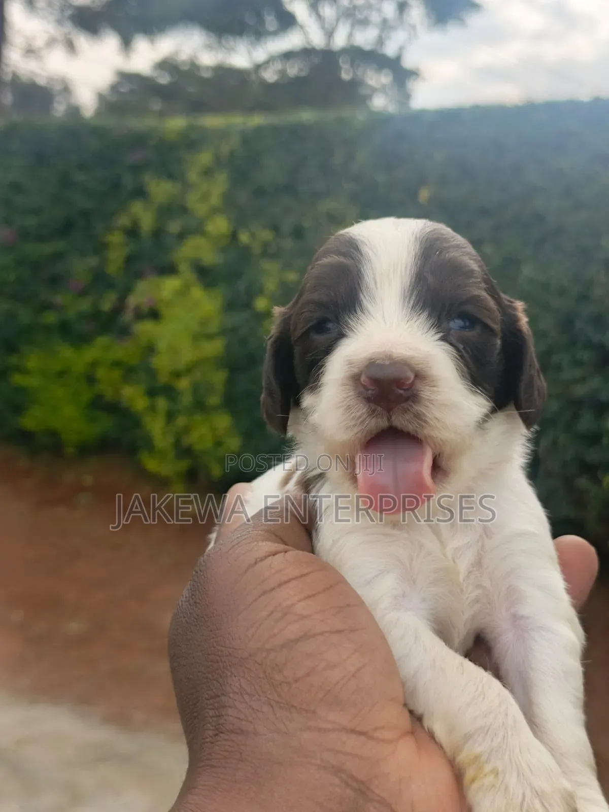 1-3 months Male Purebred English Springer Spaniel