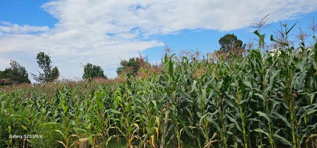 1⁄4 Plot for Sale in Illula Eldoret City - thumbnail 3