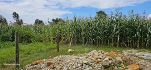 1⁄4 Plot for Sale in Illula Eldoret City