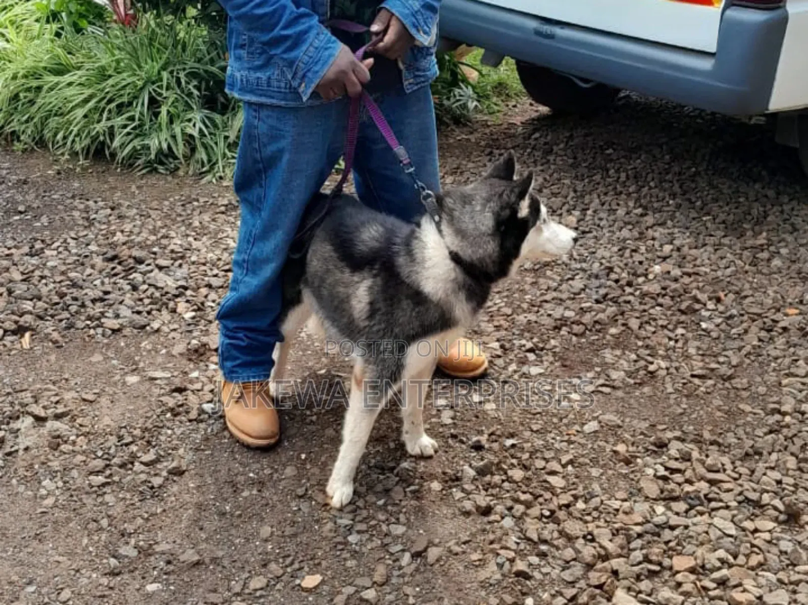 6-12 months Female Purebred Siberian Husky