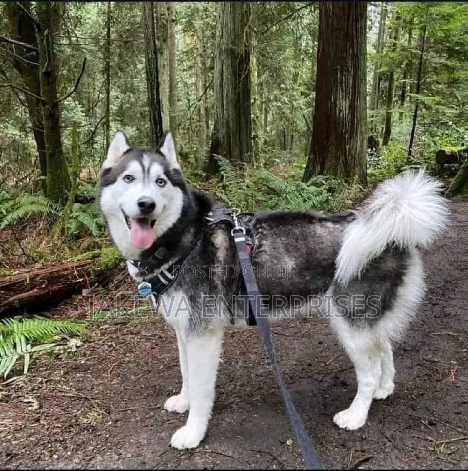 1+ year Female Purebred Siberian Husky