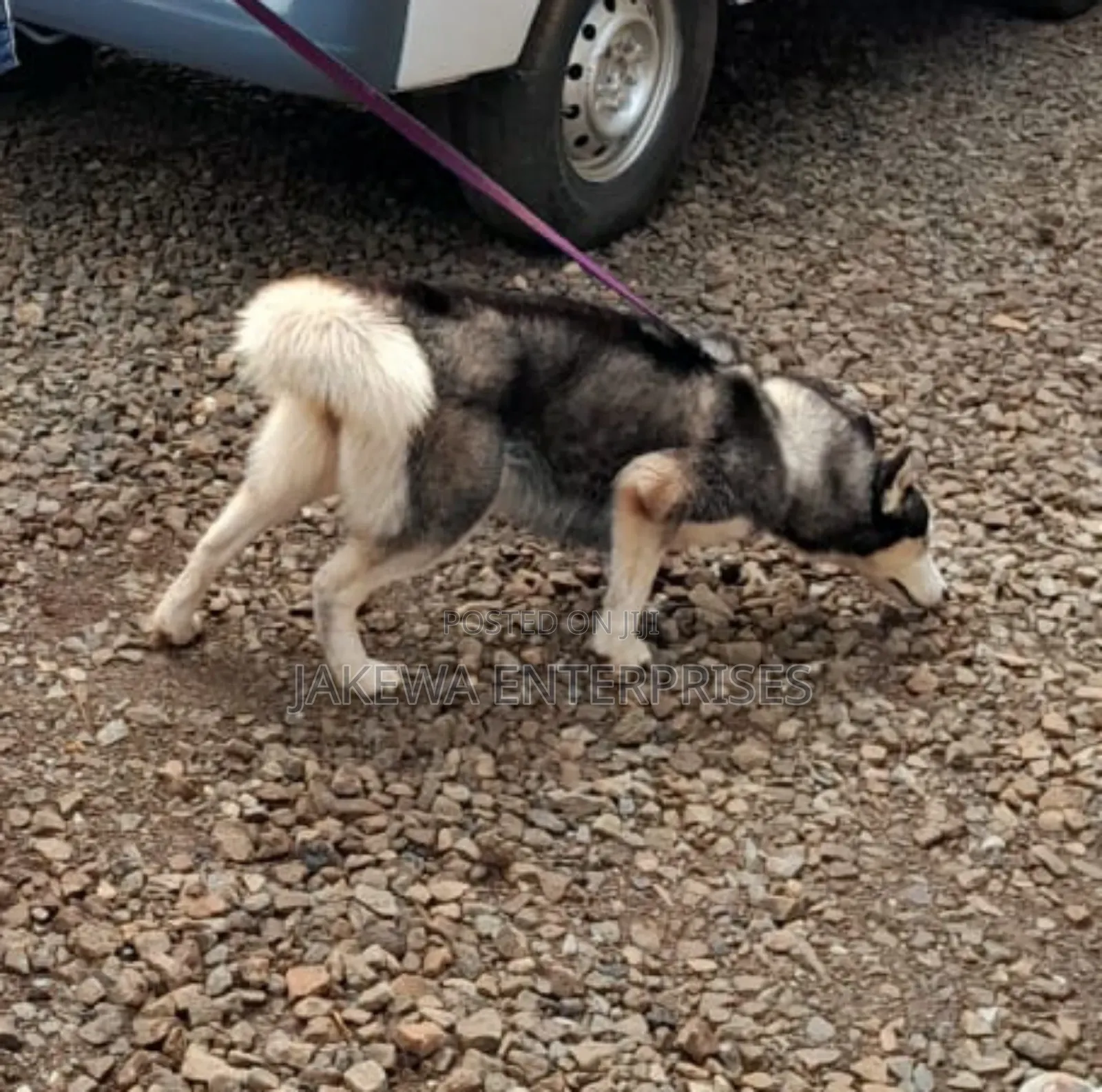 6-12 months Female Purebred Siberian Husky