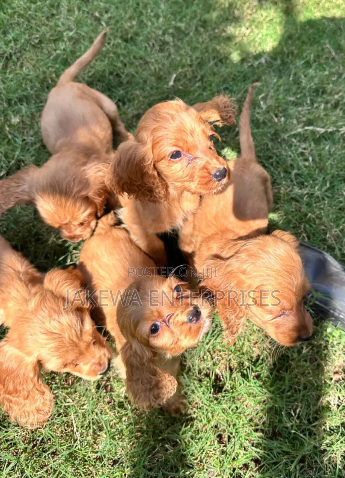 1-3 months Female Purebred Cocker Spaniel
