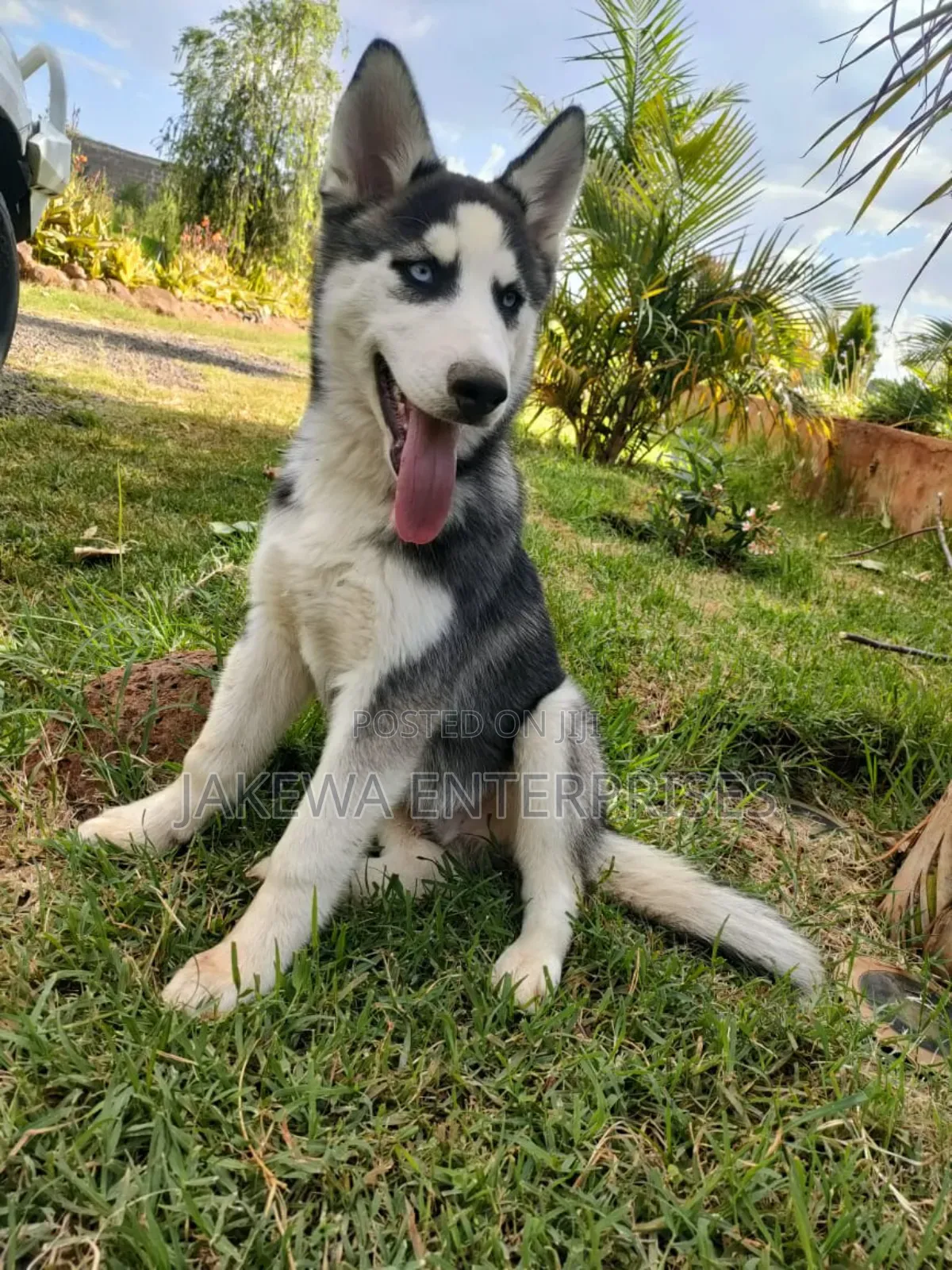 3-6 months Male Purebred Siberian Husky